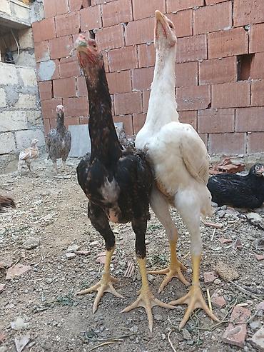 alman spitz: Toyuq cücələri, Damazlıq — 4