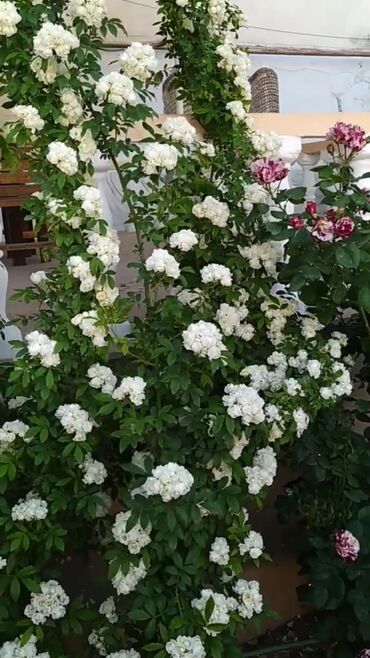 Toxumlar: Həyət gülleri. 90növ çesid var! — 20