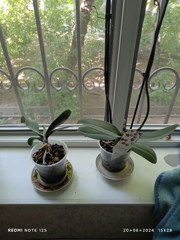 Другие комнатные растения: Продаются орхидеи !!! цена договорная в наличии цвета фиолетовая,две