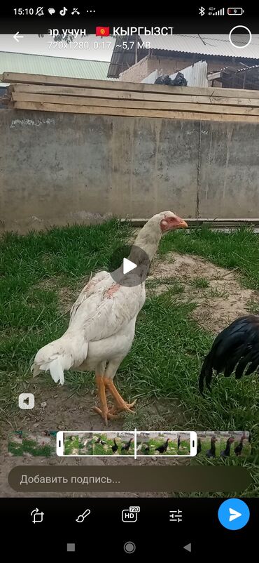гнездо для кур: Продаю | Куры, Цыплята | Дакан | Для разведения