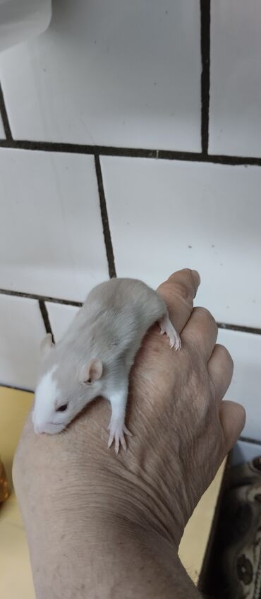 Крысы: Продам маленьких крысят Дамбо ручные девочки и мальчики. есть в