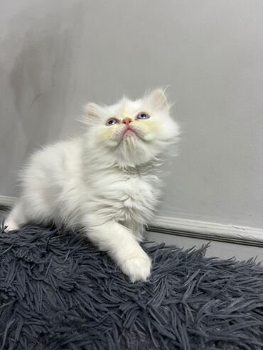 Pişiklər: Dişi, Erkək, Yaxşı əllərə, Ünvandan götürmə -da lalafo.az — 25 Pişiklər: Dişi, Erkək, Yaxşı əllərə, Ünvandan götürmə — 25