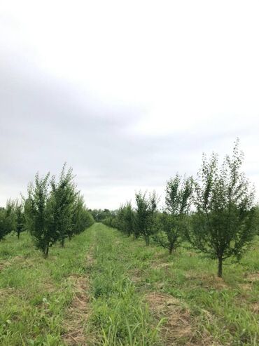 ağdaşda torpaq: 200 соток, Риэлтор, Купчая