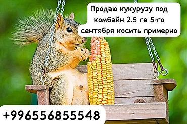 кукурузу: Кукуруза под комбайн. Площадь — 2,5 га. Уборка ориентировочно 5 — 1