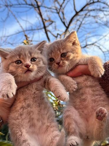 Pişiklər: Şotland, Erkək, Dişi — 14