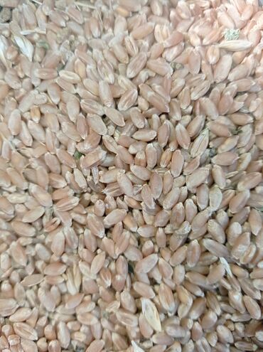 элевит пронаталь 2 триместр цена бишкек в Кыргызстан | Продажа квартир: Срочно продаю семенная пшеница сорт интесивный 2 репродукция