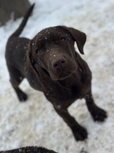 Продажа собак: Щенки лабрадор -ретривер 🐾 Рождены-27.07.2025 Шоколадного окраса С — 1