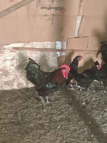 İtlər: Salam. 8-9 aylıq xoruzlardı Astrolog cinsidir. 3-3,5 kg çəkiləri var