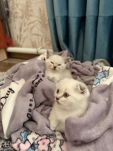 рысь кошка: Шотландские котята (скоттиш) светлого окраса. Вислоухий и страйт — 2