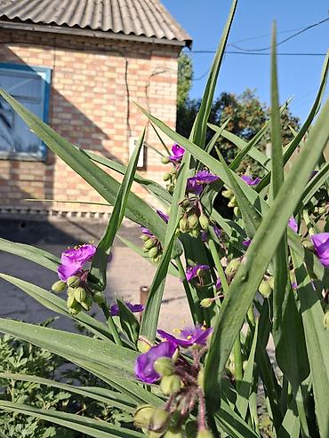 Продажа коттеджей и домов: Дом на ст. Ивановке. Площадь дома — 110 м², участок — 6 соток. - — 8