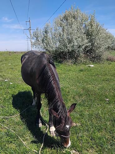 Лошади, кони: Продаю | Кобыла (самка) | Рабочий — 3