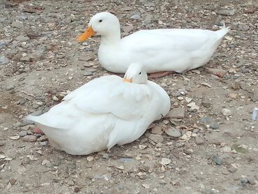 купить лошадь в баку: Ağ ördək cütü - Növ: Yerli ağ ördək (Pekin tipinə bənzər) - Rəng: Tam