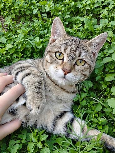 кошку в добрые руки: 6 месяцев, Девочка, Проглистована — 1
