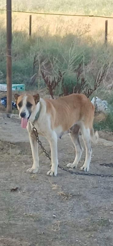alabay iti satisi: Qurdbasar, 2 il, Dişi, Peyvəndli — 2