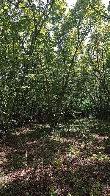 bilgeh ev satilir: 22 sot, Tikinti, Mülkiyyətçi, Kupça (Çıxarış) — 7