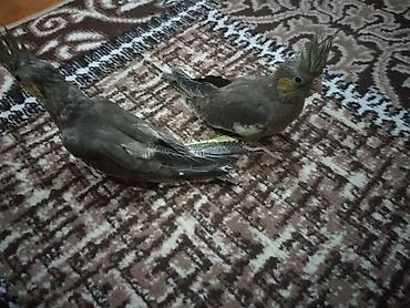 Quşlar: Nymfa tutuquşuları (Cockatiel) – boz və sarı tonlarda gözəl lələklər — 3