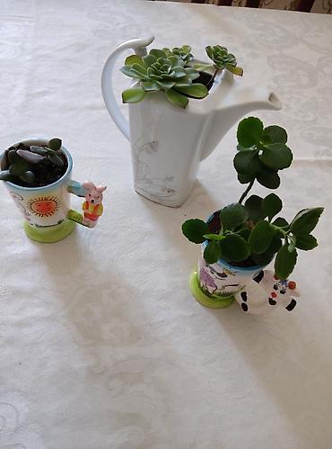 kala: 3 ədəd otaq bitkiləri: pul ağacı (krasula), daş gülü (echeveria) və — 1