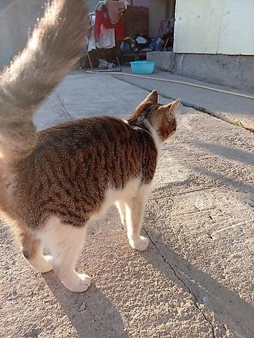 Кошки: Домашняя кошка, короткошёрстная, тигрово-белый окрас. - Окрас: спинка — 6