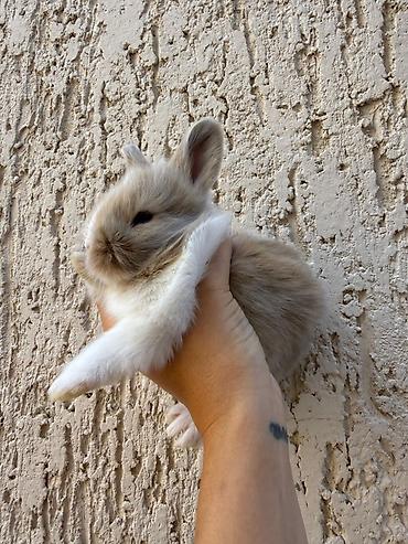 Dovşanlar: 1 aylıq holland balaca🐰 ÖZEL İki dovşan götürsəniz, bir-birlərinə — 5