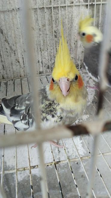 lutino: Watsap elaqe saxlayin Nimfa (Cockatiel) tutuquşuları – müxtəlif — 3