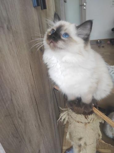 Mačke: Ragdoll mačići – blue point rođeni 02.04. - Prelepi ragdoll mačići sa — 4