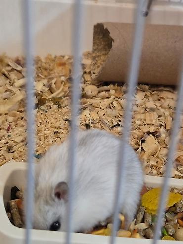 qaz balasl: Ağ rəngli xırda hamster üçün tam dəst qəfəs. HƏR ŞEY ÜSTÜNDƏ VERİLİR — 8