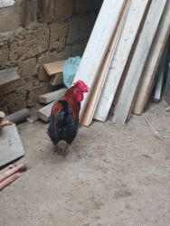 Xoruzlar: 11 dene beçə heyət çolpalari 2 dene boyuk xoruz balacalar 10 manat — 7