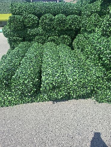 Dekorativ divar panelləri: Məhsul: Süni yaşıl hasar panelləri (hedge/boxwood tipli dekorativ — 2