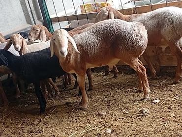 Продам с/х животных: Продаю | Баран (самец) | Для разведения | Племенные — 3