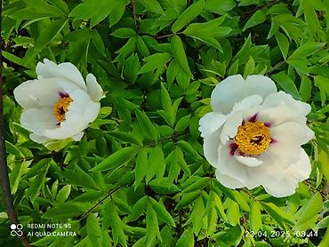 семена мака: Древовидные пионы (Paeonia suffruticosa) с крупными экзотическими — 5