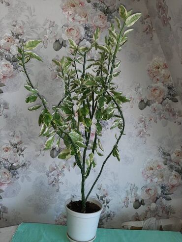 животные для дома: Растение 250с