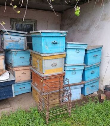 Bal: Arı Bal ana arı avadanlıqlarının satışı və sifarişlə catirilmasi — 5