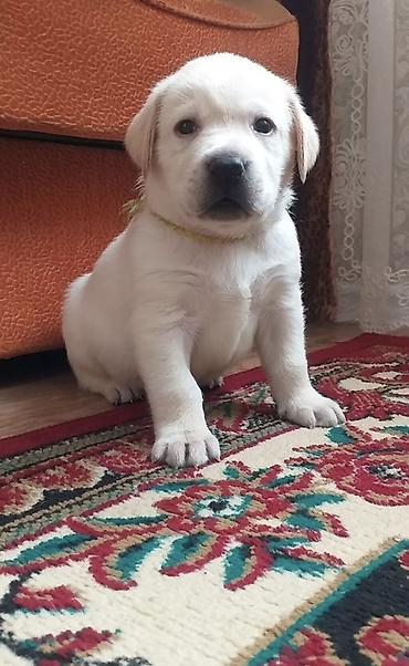 Иттер сатылат: Предлагаются к бронированию чистокровные щенки Лабрадора ретривера, на — 4