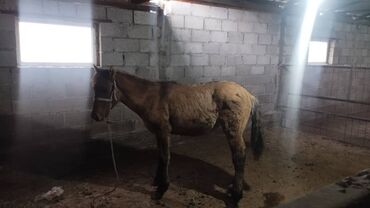 молочное оборудование: Сатам | Тай | Жумушка lalafo.kg да молочное оборудование: Сатам | Тай | Жумушка