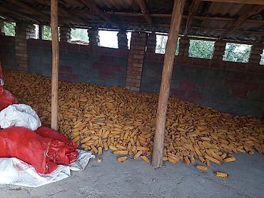 Уруктар жана көчөттөр: Ошто Мака сатылат кургак — 2