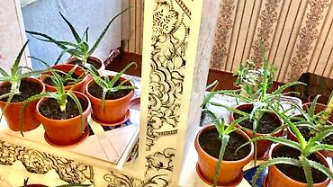 Алоэ: АЛОЭ Древовидные ("Столетники"). Возраст: от 3 лет и больше — 15