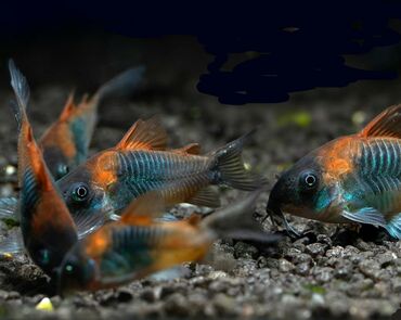 akvarium xırda balığı: Koridoras Venezuela 
Hamsini goturene endirim mümkündür 
2.5-3sm