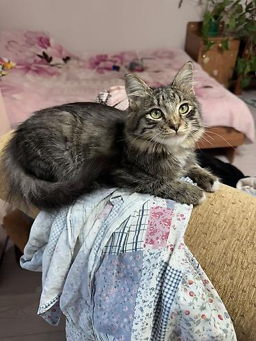 кошка малинкый: Кошка даром: Беспородная, 4 месяца, Мальчик, Приучена к лотку — 8