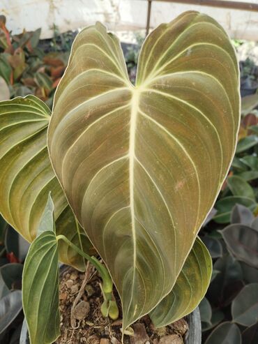 Otaq bitkiləri: Otaq bitkiləri – Fikus elastika kolleksiyası və digər dekorativ növlər — 19