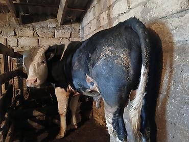 Dana, buzov: Dana, buzov, Erkək, Simental, ay: 1, 220 kq, Ətlik, Ünvandan götürmə -da lalafo.az — 6 Dana, buzov: Dana, buzov, Erkək, Simental, ay: 1, 220 kq, Ətlik, Ünvandan götürmə — 6