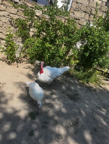 русская голубая кошка цена: Məhsul: Ağ hinduşka Bronz quşları və yumurtaları satılır biri 3Azn
