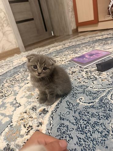 кошки шотландские: Шотландские котята (скоттиш-фолд/скоттиш-страйт) Срочно ‼️ город ОШ - — 2