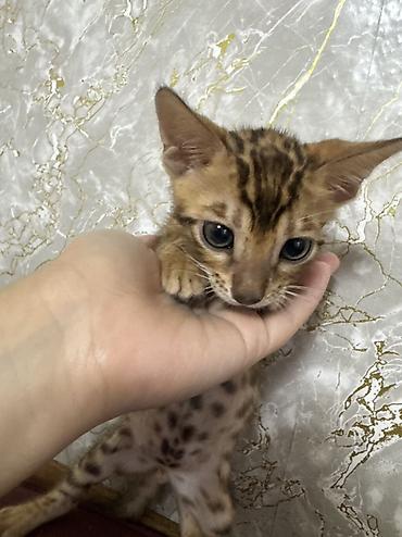 bengal pişik: Benqal, Yaxşı əllərə, Ünvandan götürmə, Pulsuz çatdırılma, Ödənişli çatdırılma — 3