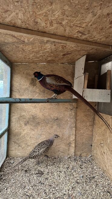 купить попугаев: Пара охотничьих фазанов (самец и самка) в вольере. - Вид