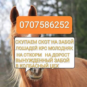 аксолотль купить: Колбасный цех : Коровы, быки, | На забой, на мясо — 1