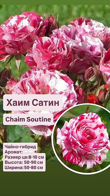 Комнатные розы: Саженцы — 7