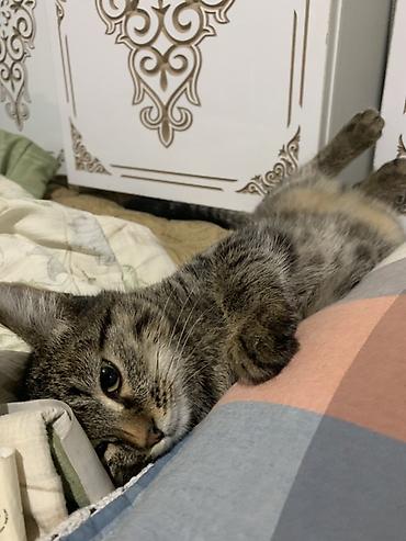 Животные: Милый полосатый котёнок. Небольшой котёнок с короткой шерстью и — 1