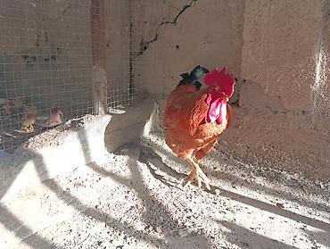 куры живые: 🐣 Продаются крепкие домашние цыплята (помесь отличных пород)Продаю — 4