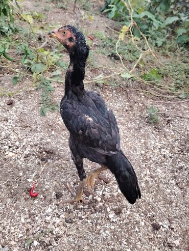 Digər quşlar: Sona qədər oxuyub sonra əlaqə saxlayın. 2 beçədi 2 fərə hərəsinin — 8