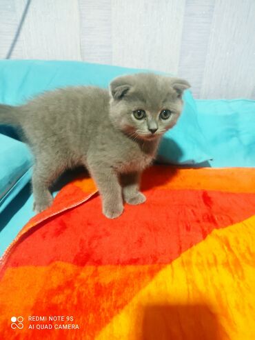 Pişiklər: Şotland, Erkək, Dişi, Ünvandan götürmə -da lalafo.az — 6 Pişiklər: Şotland, Erkək, Dişi, Ünvandan götürmə — 6